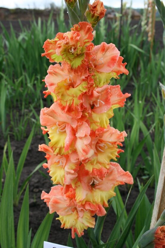  Gladiolas  325 Oranžais skaistums 5 gab